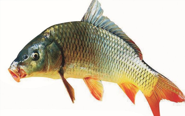 什么餌料香精能讓鯉魚吃得死心塌地？
